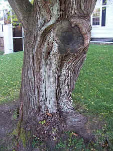 Canada plum trunk 2.jpg (182604 bytes)