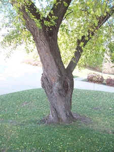 Canada plum trunk.jpg (164867 bytes)