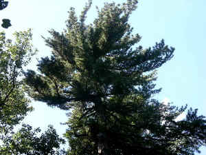 DSCN0895b.JPG (90849 bytes)