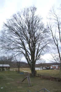SG_Elm-Side1.jpg (79866 bytes)