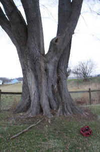 SG_Elm-Trunk1.jpg (68925 bytes)