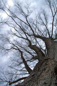SG_Elm-View Up1.jpg (113438 bytes)