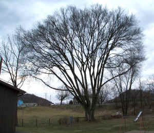 elm_sugargrove2.jpg (108895 bytes)