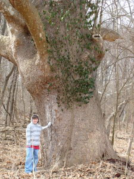 Biggest Sycamore Tree