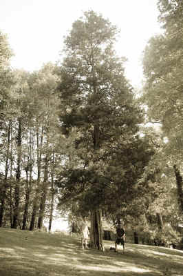 darlington_red_cedar.jpg (128529 bytes)