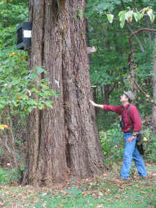 Fairview_sassafras1a.JPG (110843 bytes)