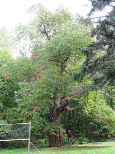 fairview_sassafras2a.JPG (108061 bytes)