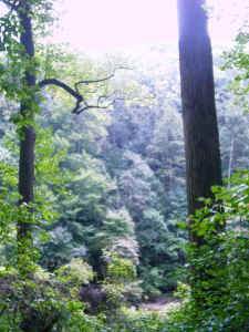 general_canopy.jpg (62062 bytes)