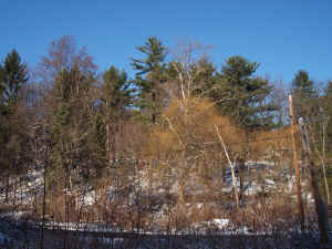 driveway_at_latodami.jpg (68171 bytes)