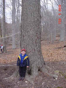 wawa_black_birch.jpg (156843 bytes)