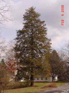 white_cedar.jpg (552638 bytes)