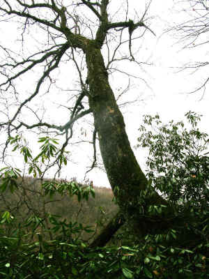 DSCN0628a.jpg (151267 bytes)