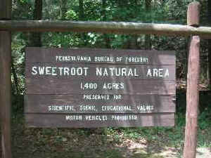 sweetroot1a.jpg (21194 bytes)