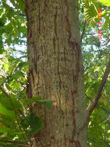 a_chestnut_trunk_damage.jpg (349065 bytes)