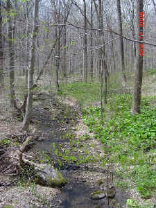 rocky_run.jpg (310859 bytes)