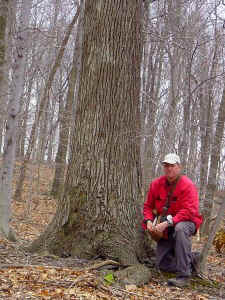 mockernut_hickory.jpg (106264 bytes)