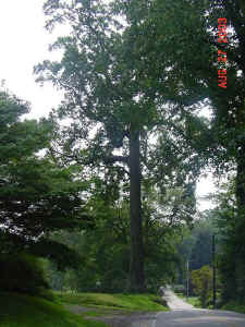 tyler_tulip_poplar.jpg (107797 bytes)