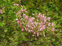 honeysuckle.jpg (37703 bytes)