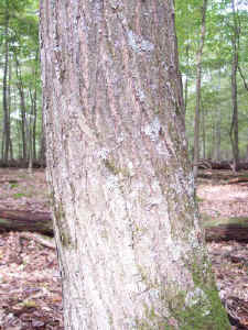 bark2.jpg (87101 bytes)