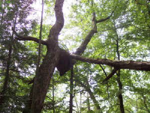 cestnut_oak.jpg (98211 bytes)