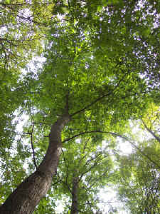 chestnut_underneath.jpg (103029 bytes)