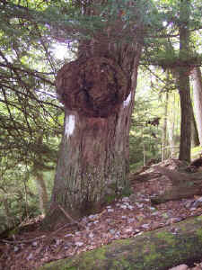 coak_burl.jpg (87534 bytes)