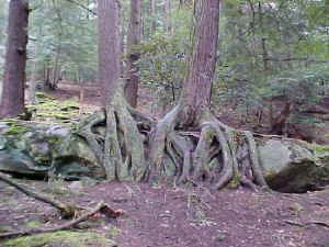 Roots and Rock, Penn-2.jpg (45566 bytes)