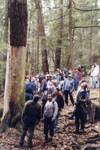 cook_forest_snag-1.jpg (54392 bytes)