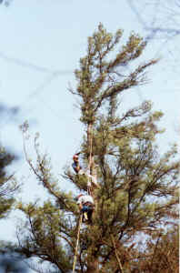 highclimbers-1.jpg (107479 bytes)