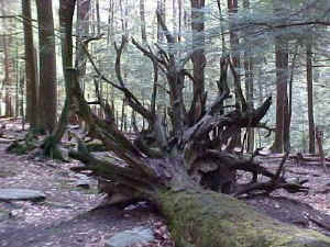 penn crown of roots-2.jpg (49672 bytes)