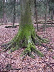 penn mossy beech-2.jpg (45355 bytes)