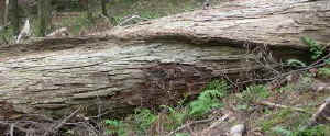 cucumber_ridge.jpg (67129 bytes)