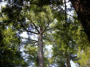 long_big.jpg (567032 bytes)