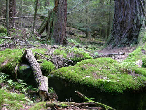 DSCN0487.JPG (8606857 bytes)