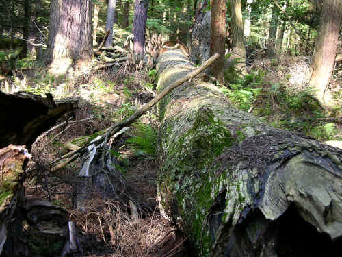DSCN0501.JPG (2988187 bytes)