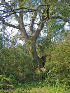 AddisonOak7a.jpg (121854 bytes)