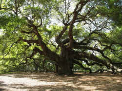 TheAngelOak.jpg (209530 bytes)