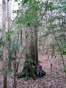 140_swamp_chestnut_oak.jpg (65426 bytes)