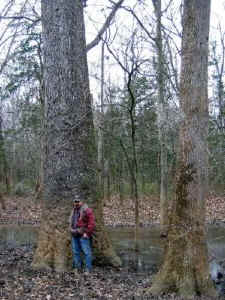 big_sweetgum.jpg (62369 bytes)