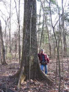 bitternut_hickory.jpg (63417 bytes)
