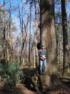burl_belly_swamp_chestnut_oak.jpg (60292 bytes)