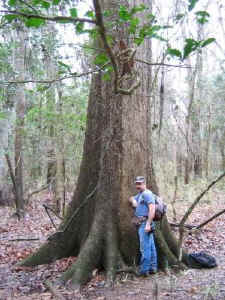 ed_130_swamp_chestnut_oak.jpg (58491 bytes)