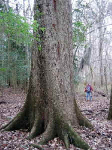 ed_140swamp_chestnut_oak.jpg (64202 bytes)