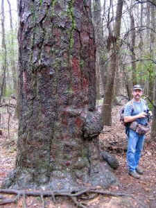 ed_fat_pine.jpg (68013 bytes)