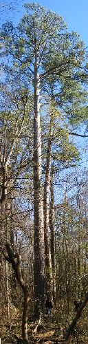jess_giants.jpg (51314 bytes)