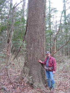 mule_oak.jpg (63492 bytes)