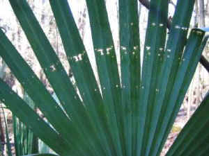 munch_art_palmetto_leaf.jpg (34481 bytes)