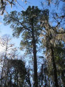 riddle_pine.jpg (62865 bytes)