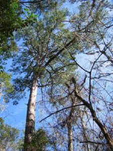 riddle_pine_sw.jpg (72169 bytes)