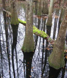swamp_stitch1.jpg (69672 bytes)